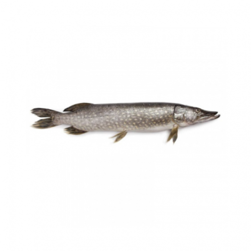 CARTON - BROCHET (10kg)