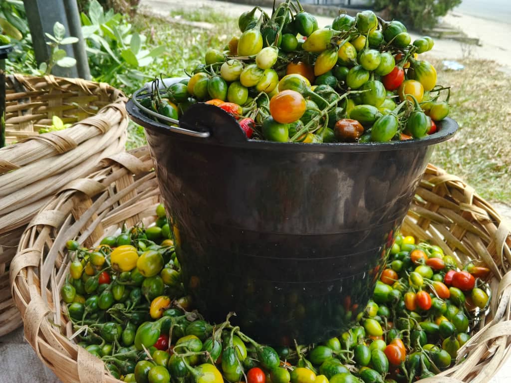 AUBERGINE PETITE (Seau)