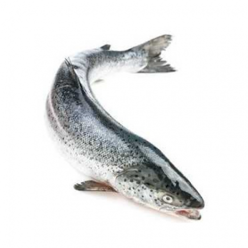 SAUMON (1kg)