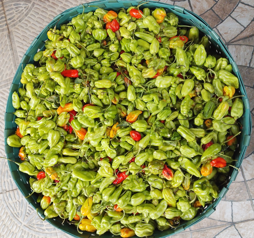 PIMENT VERT - SEAUX (X5)