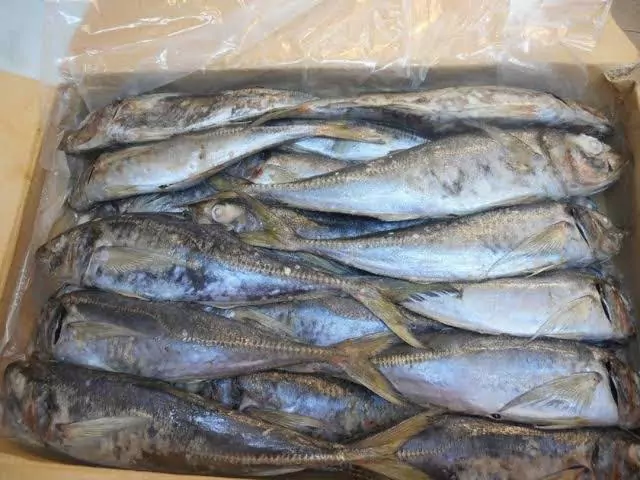 CHINCHARD - GRAND (10kg)