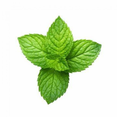 FEUILLE DE MENTHE (Pièce)