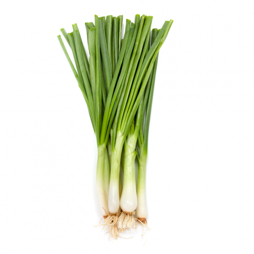 OIGNON VERT (1 BOTTE)