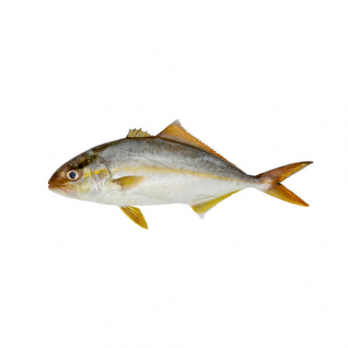 SERIOLE SAUMON (1kg)