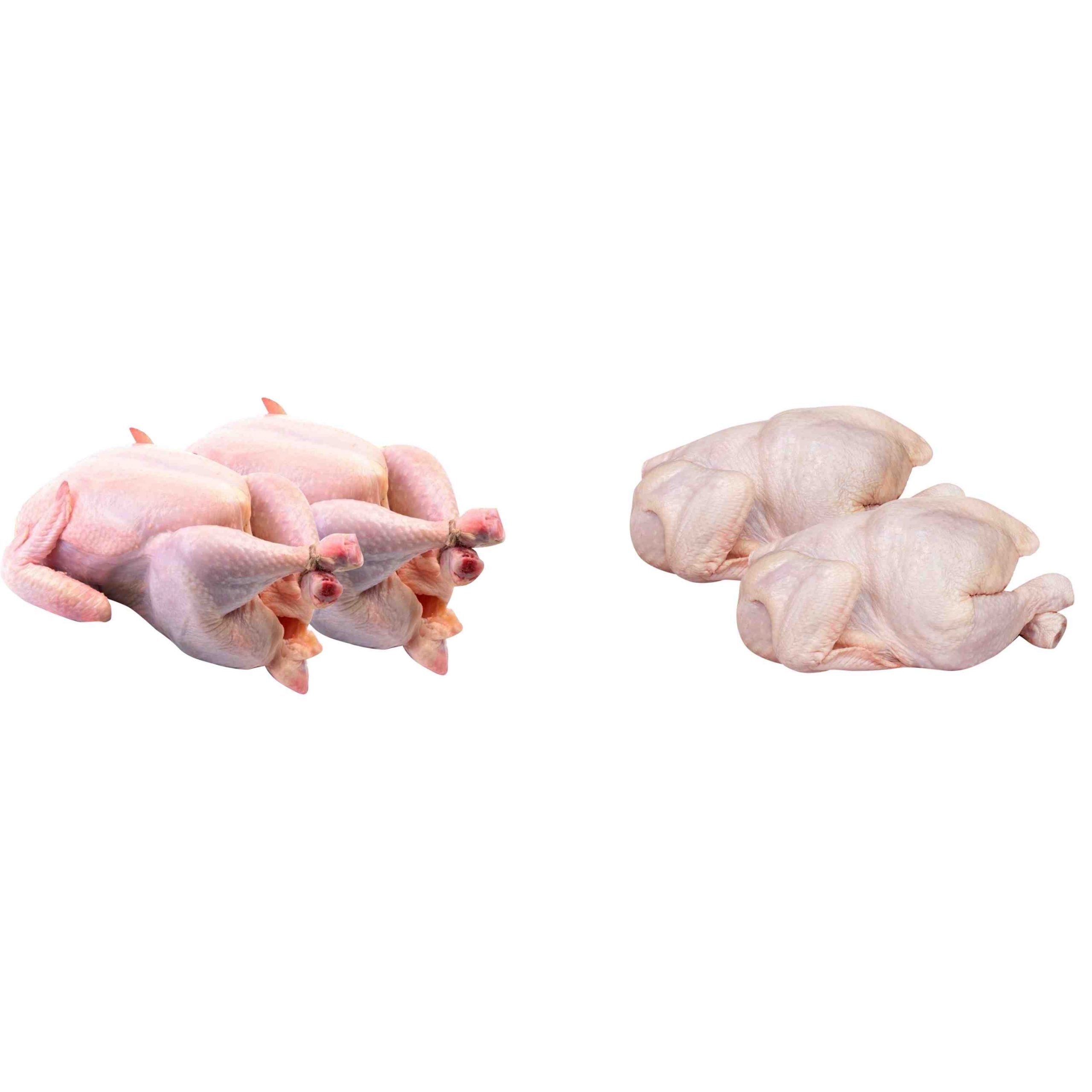 POULET DE CHAIR - PONDEUSE (1.3kg - 2kg)