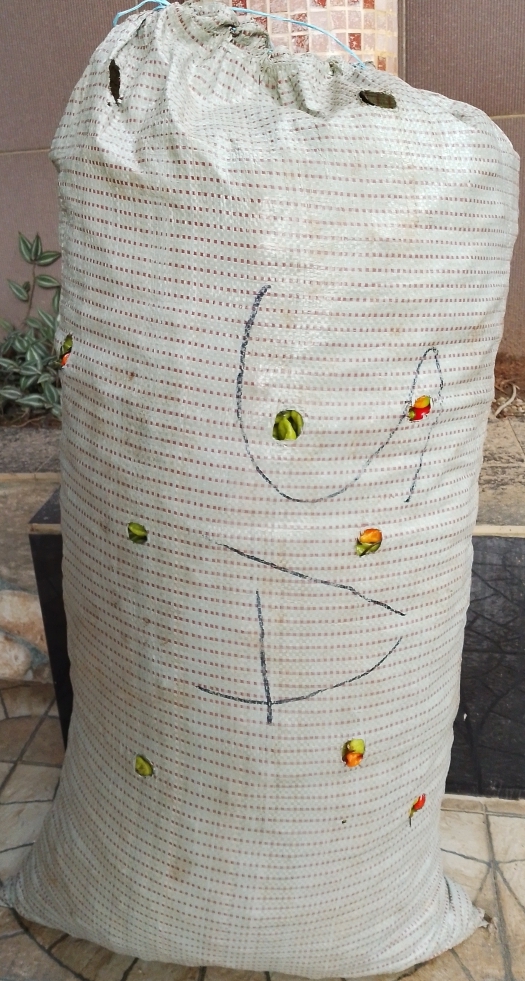 PIMENT FRAIS - SAC(20kg+)