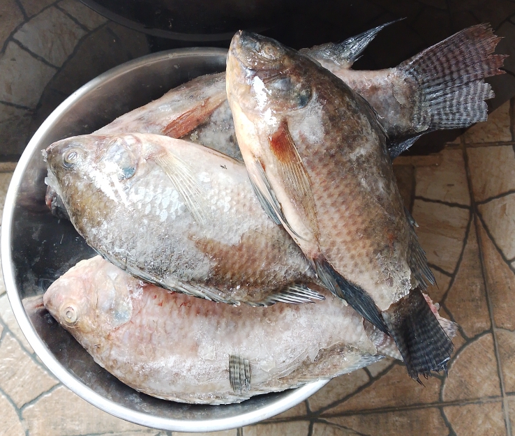 CARPE NOIRE/GRISE - MOYEN (1kg)