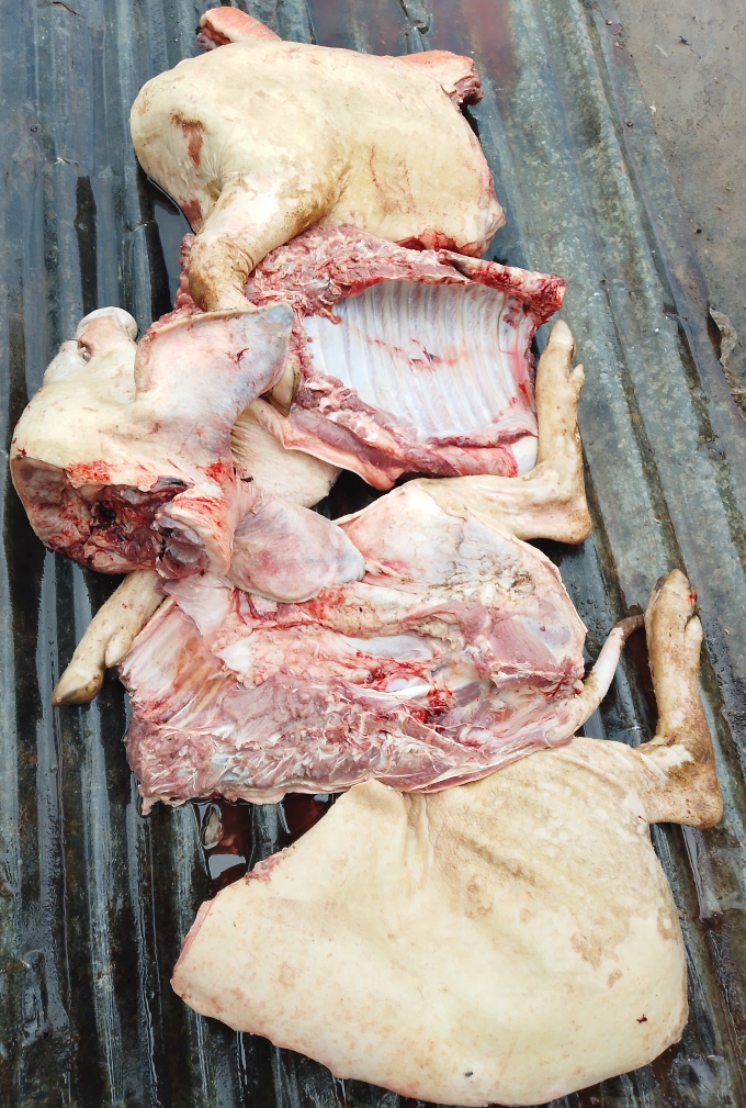 PORC ENTIER ( 50kg+)