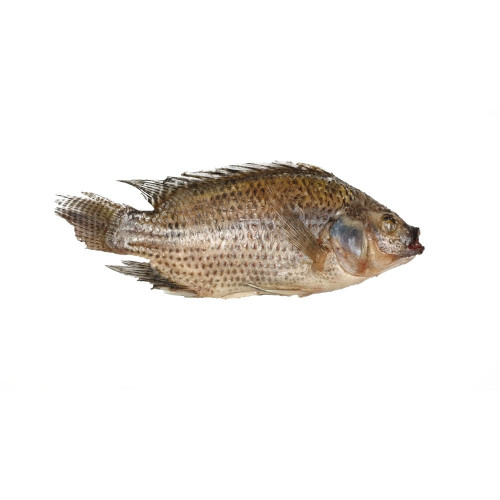 TILAPIA (1kg)